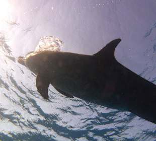 Blub Blub Auftauchen 