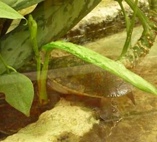 Rotbauchschildkröte