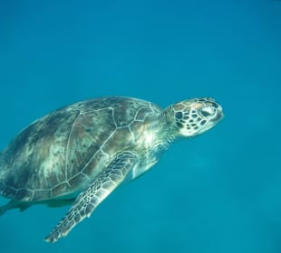 Abu Dabab Riesenschildkröten