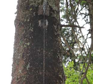 Лесной маршрут: найди тетерева.