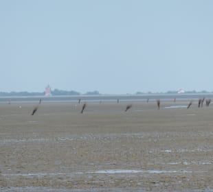 Bei einer Wattwanderung bei Cuxhaven
