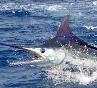 Big Marlin