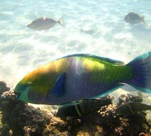 Schnorcheln am Hotelstrand Sonesta Club