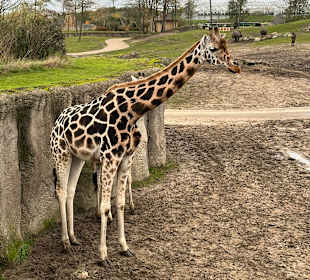 Wildlands Zoo in Emmen 