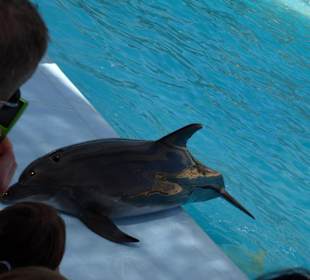 Delfinarium