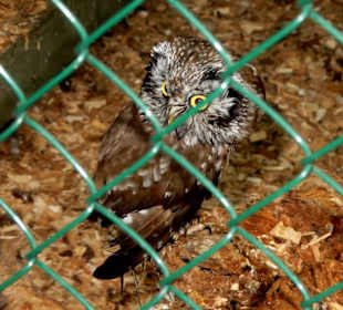 Rauhfußkauz