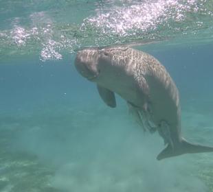 Dugong