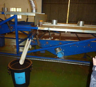 Verarbeitung der Rooibos Zweige