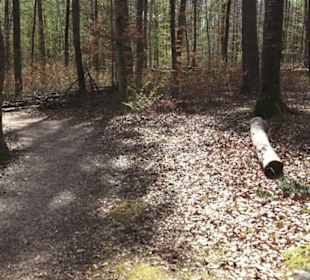 Waldsportpfad im Wasenwald