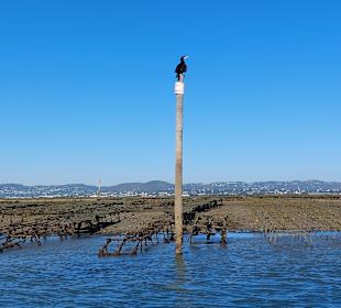 Bootstour Ria Formosa