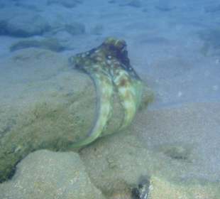Krake keinen Meter vom Strand weg