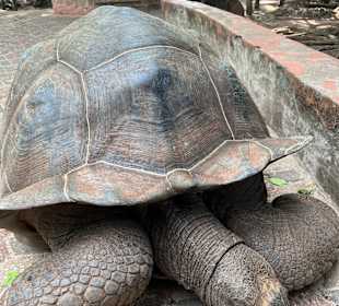 Meeresschildkröten-Aquarium