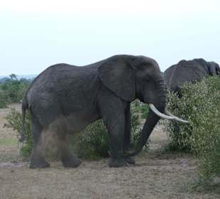 Wirbelt mächtig viel Staub auf - eindrucksvoll