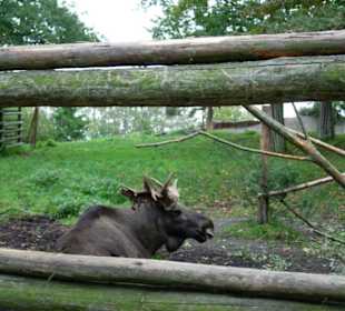 ein Elch in Skansen
