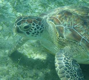 Schildi war total entspannt