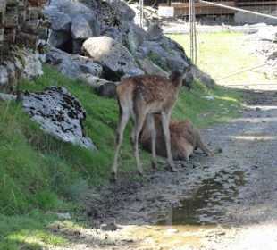 Alpenwildpark 