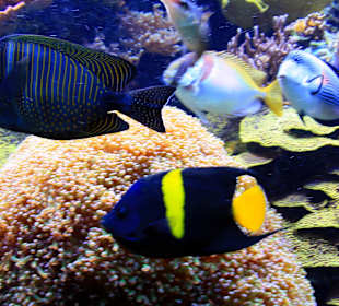  Ozeanographisches Museum Monaco