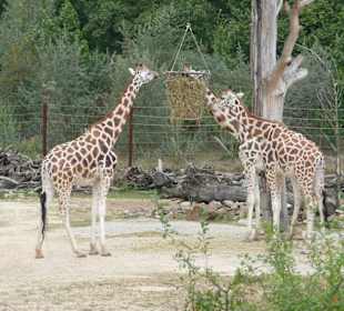 Giraffen