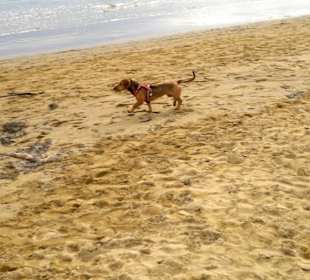 Noch ein ganz junger 1x am Strand