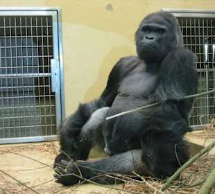 Gorilla
