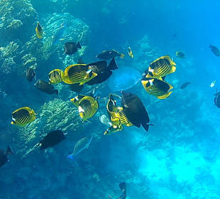Fische im Hausriff 