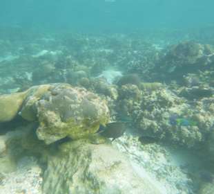 Schnorcheln Bel Ombre