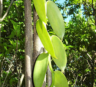Vanille im Garten der Domaine du Café Grillé