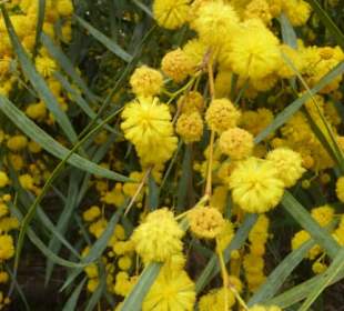 Mimose-Blüten im Naturpark Ria Formosa