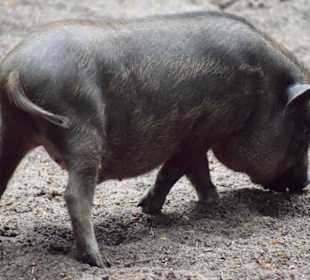 Hängebauchschwein