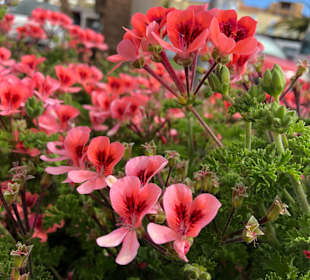 Strandpromenade Morro Jable