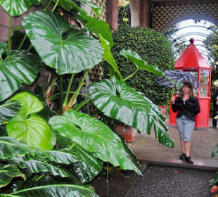 Die große Blättern