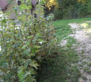 Sportplatz Kohlstetten