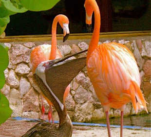 Curacao Sea-Aquarium