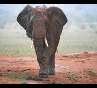 Elefant am Wasserloch