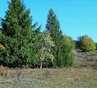 Gorkhi Terelj Nationalpark
