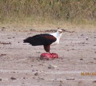 Weißkopfseeadler mit Beute