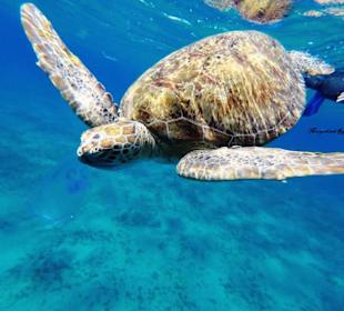 Ägypten-Rotes Meer-Schildkrötentour-Marsa Alam  