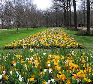 Ogrody Keukenhof