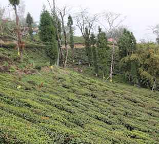 Teefabrik Puttabong Tea Estate