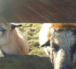 Neugierige Schafe
