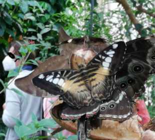 Schmetterlinghaus Mainau