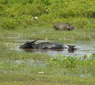 Ream National Park