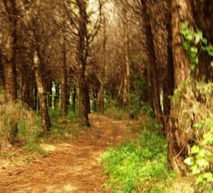 Das Naturreservat von Bibione