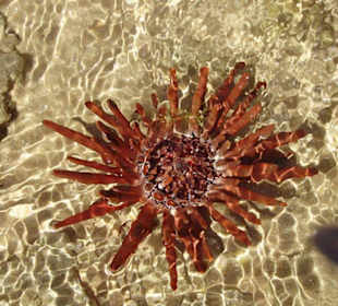 Еж-грифельный карандаш