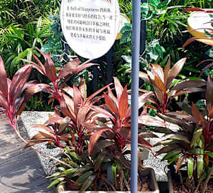 Mount Faber Peak