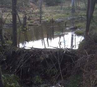 Durch Biber verursachter "Stausee"