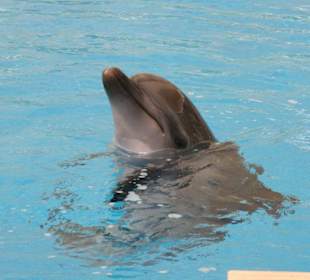 Delfinarium w kemer