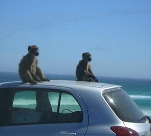 Baboons