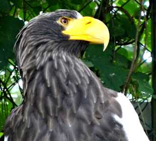 Seeadler