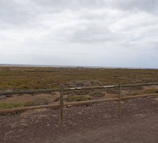 Salzwiesen vor dem Strand